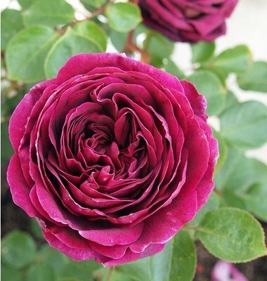 王子  月季花 浓香大花四季开花月季花苗