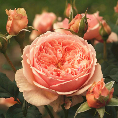 竹山月季园真宙 月季花苗 （枝条细浓香推荐品种）