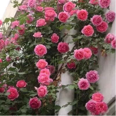 竹山月季园 大游行 藤本月季苗攀援爬藤植物花卉四季开花