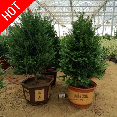 红豆杉树苗白色盆景植物室内防辐射大型绿植发财树花卉吸甲醛盆栽