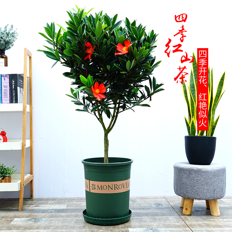 四季杜鹃红山茶盆栽红色四季开花阳台庭院花卉盆栽在类目 鲜花速递/花卉仿真/绿植园艺, 花卉/绿植盆栽(新), 花卉中 - 来自Buy2taobao.com提供专业的淘宝代购服务
