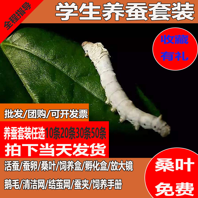 蚕宝宝活体幼虫蚕子蚕卵蚕种嫩桑叶新鲜春蚕七彩白色学生养蚕套装|msdalam kategori haiwan peliharaan/makanan haiwan dan bekalan, Reptilia/Serangga dan bekalan Ming, Silkworm - dari Buy2taobao.com untuk memberikan perkhidmatan ejen Taobao profesional membeli