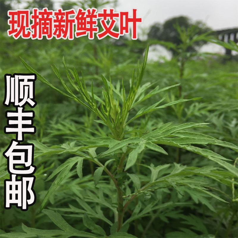 新鲜艾草嫩艾叶野生食用艾草青团艾蒿糍粑粑清明果艾米果粉包邮在类目 水产肉类/新鲜蔬果/熟食, 新鲜蔬菜/蔬菜制品, 新鲜蔬菜, 其它中 - 来自Buy2taobao.com提供专业的淘宝代购服务