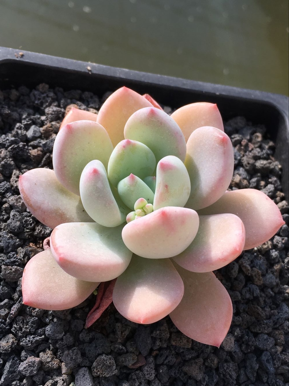 多肉星空花园 多肉植物 雪梨 实拍超美 一物一拍在类目 鲜花速递/花卉仿真/绿植园艺, 花卉/绿植盆栽(新), 多肉植物中 - 来自Buy2taobao.com提供专业的淘宝代购服务