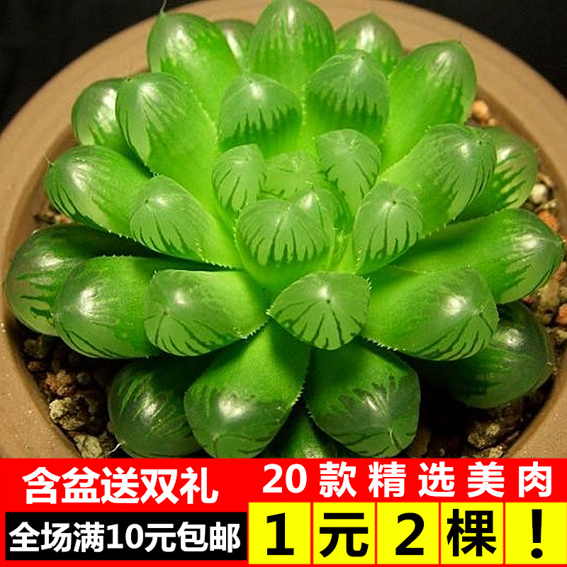 Clearance Succulent plants combination Potted plant Yulu new pattern Super adorable Succulent Indoor plants flowers and plantsin the Flower delivery/Flowers simulation/Plants gardening , Flowers/Potted plants (New) , Succulents category - from Buy2taobao.com to provide professional Taobao agent buy service