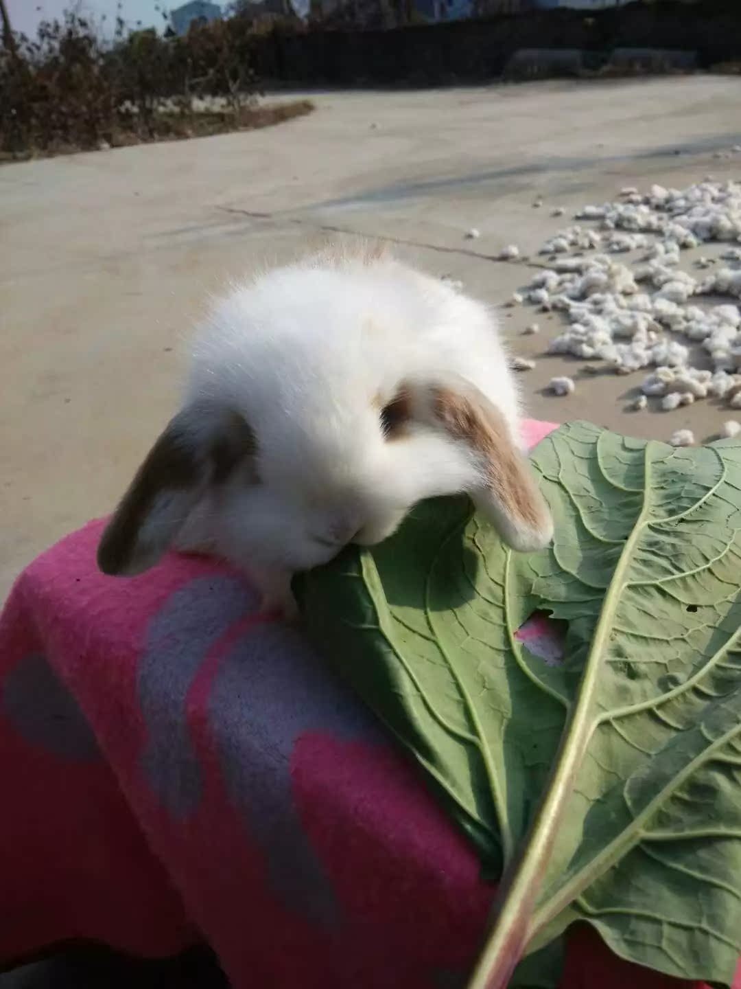 Yellow and white Lop baby Clever Extraordinary Obedient Return homein the Pet/Pet food and supplies , Rabbits and supplies , Rabbit category - from Buy2taobao.com to provide professional Taobao agent buy service