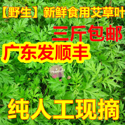 【100%现摘】新鲜艾草 野生艾草 艾叶青团野菜清明草青团草食用