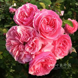 现货 欧月粉达 Leonardo da Vinci粉色达芬奇大苗 多季花抗病性好优惠价220元,欧月粉达精心为您挑选-麦尔网购导航-网购宝