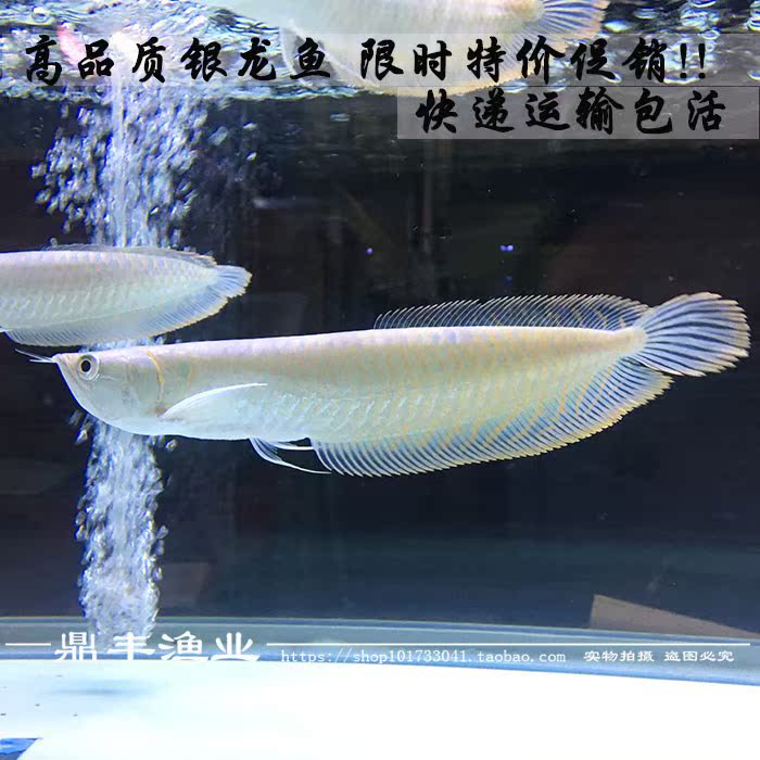 银龙鱼活体黄化红眼白子银带龙鱼苗大型热带招财鱼广东省特价包邮|ruв категории животное/Животное питание и принадлежностей, аквариум мира, рыба - от Buy2taobao.com для оказания профессиональной услуги покупки агента Taobao