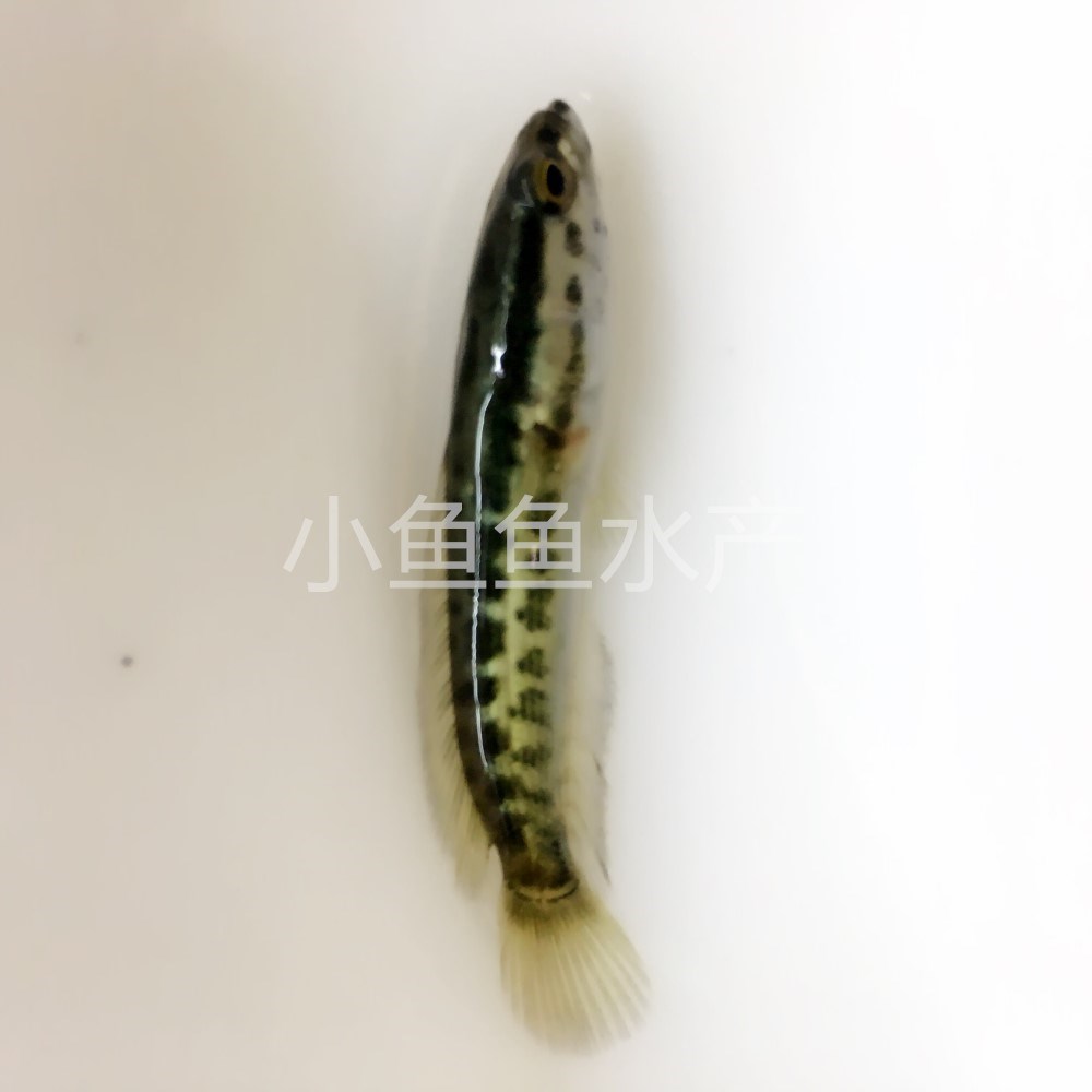 黑鱼苗新苗 乌鱼苗 生才鱼苗 蛇头鱼苗 乌鳢鱼苗 淡水活体包活|msdalam kategori haiwan peliharaan/makanan haiwan dan bekalan, Aquarium World, ikan - dari Buy2taobao.com untuk memberikan perkhidmatan ejen Taobao profesional membeli