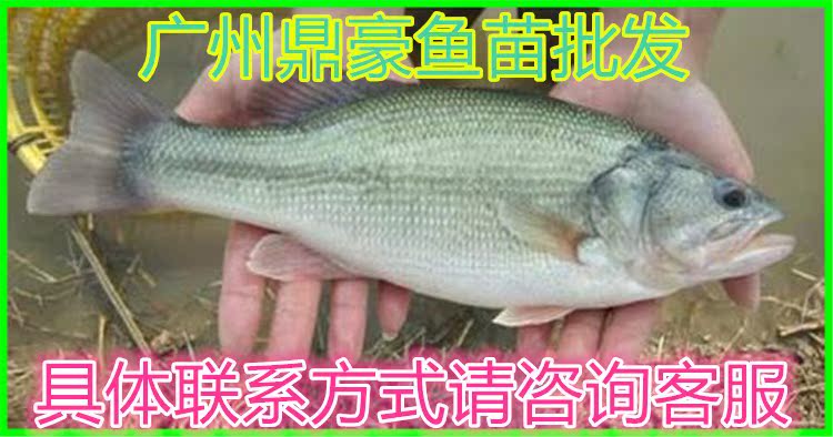鲈鱼苗淡水 加州鲈鱼苗免邮 大嘴黑鲈鱼苗 优鲈1号路亚鱼苗活体|ruв категории животное/Животное питание и принадлежностей, аквариум мира, рыба - от Buy2taobao.com для оказания профессиональной услуги покупки агента Taobao
