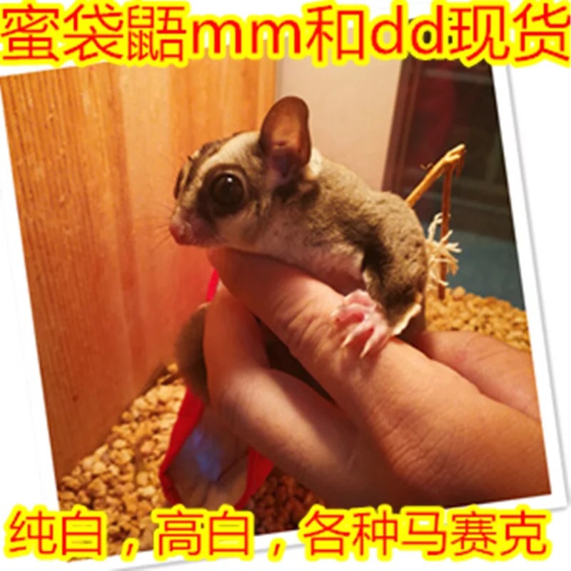 包活现货蜜袋鼬活体宠物澳洲异宠蜜袋鼠幼崽小飞鼠活体蜜袋鼯蜜鼠在类目 宠物/宠物食品及用品, 仓鼠类及其它小宠, 飞鼠中 - 来自Buy2taobao.com提供专业的淘宝代购服务