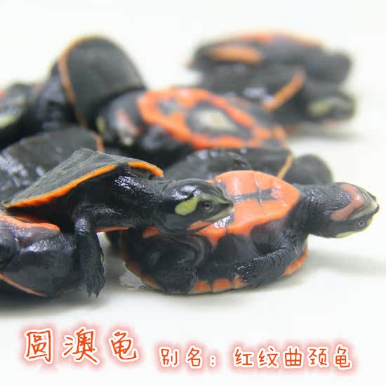 圆奥圆澳龟苗活体乌龟苗曲长颈龟深水龟热带龟忍者神龟苗宠物龟|ruв категории животное/Животное питание и принадлежностей, аквариум мира, черепаха/черепаха - от Buy2taobao.com для оказания профессиональной услуги покупки агента Taobao