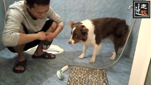 邊走邊牧 訓犬教程訓練視頻如何讓狗輕松洗澡吹風機吹水機肛門腺在類目 寵物/寵物食品及用品, 寵物生活服務, 寵物訓練中 - 來自Buy2taobao.com提供專業的淘寶代購服務