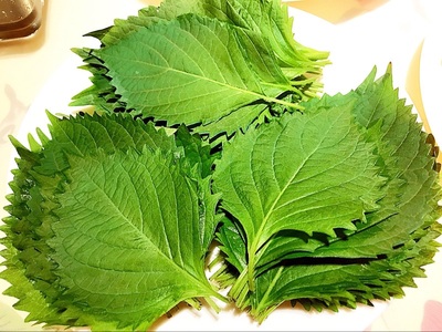 新鲜苏子叶 紫苏叶日本料理寿司叶 适合搭配不适合烤肉80片在类目 水产肉类/新鲜蔬果/熟食, 新鲜蔬菜/蔬菜制品, 新鲜蔬菜, 其它中 - 来自Buy2taobao.com提供专业的淘宝代购服务