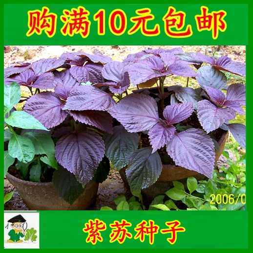 紫苏种子 绿苏种子】紫苏种籽 赤苏红香苏籽可食用春秋满包免邮在类目 鲜花速递/花卉仿真/绿植园艺, 花卉/蔬果/草坪种子(新), 家庭园艺种子中 - 来自Buy2taobao.com提供专业的淘宝代购服务