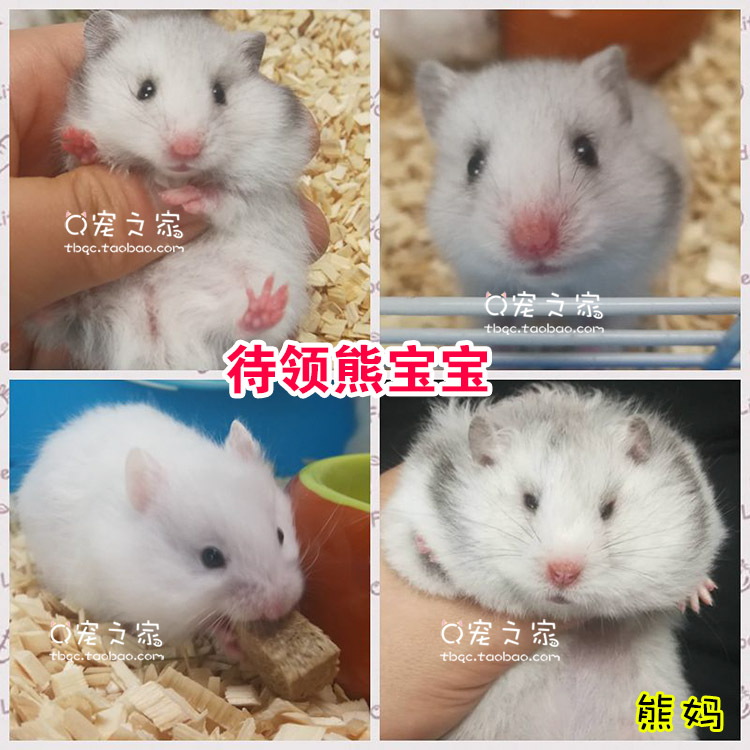 Hamsters Watkins Bear living thing baby Home Multiplication white White Ivory Silver grey Sterling Silver Sale Material object shotin the Pet/Pet food and supplies , Class pet hamsters and other small , Hamsters category - from Buy2taobao.com to provide professional Taobao agent buy service