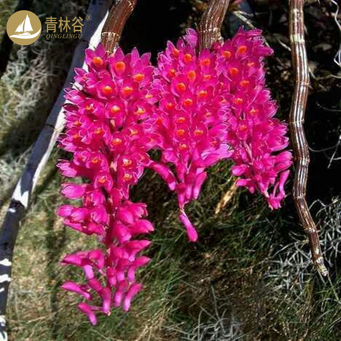 青林谷红牙刷石斛 稀有越南兰花盆栽板植 吸水石种好花花漂亮|ruв категории доставка цветов/цветок моделирования/растения садоводства, искусственные цветы/растения/фрукты и овощи готовой продукции (новая), моделирование растения - от Buy2taobao.com для оказания профессиональной услуги покупки агента Taobao