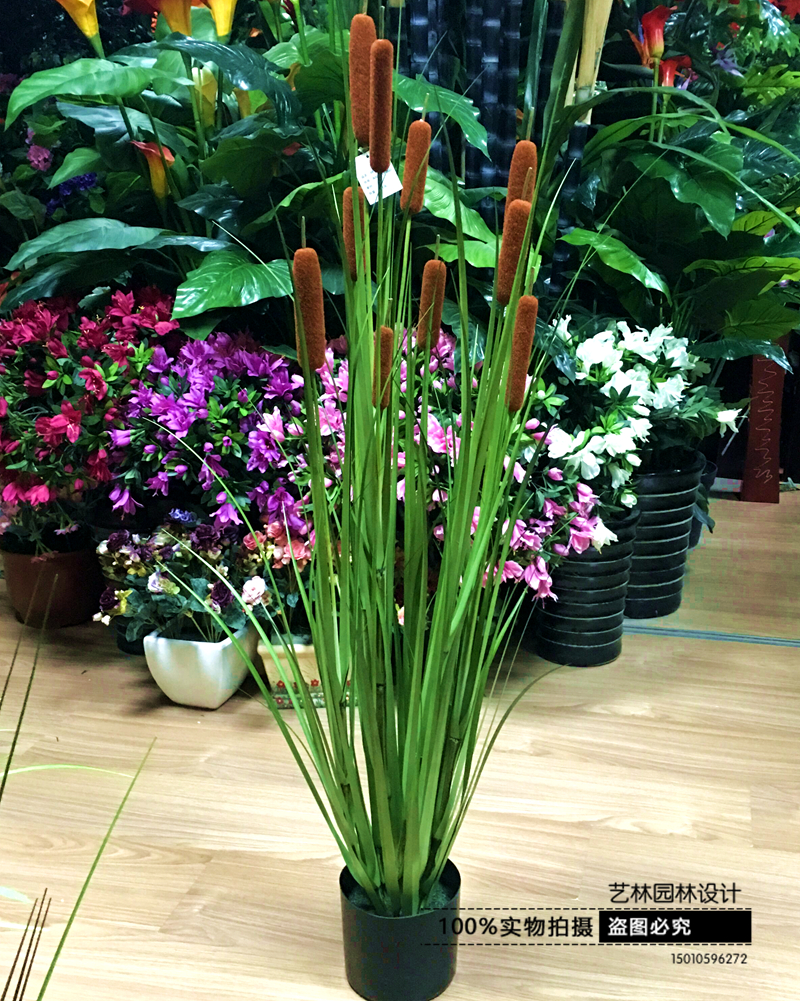 environmental protection simulation Water Candle Aquatic herb simulation Foxtail The Green plant Aquatic plants to ground Potted plant decorate propin the Flower delivery/Flowers simulation/Plants gardening , Artificial flowers/Plants/Finished fruits and vegetables (New) , Simulation plants category - from Buy2taobao.com to provide professional Taobao agent buy service