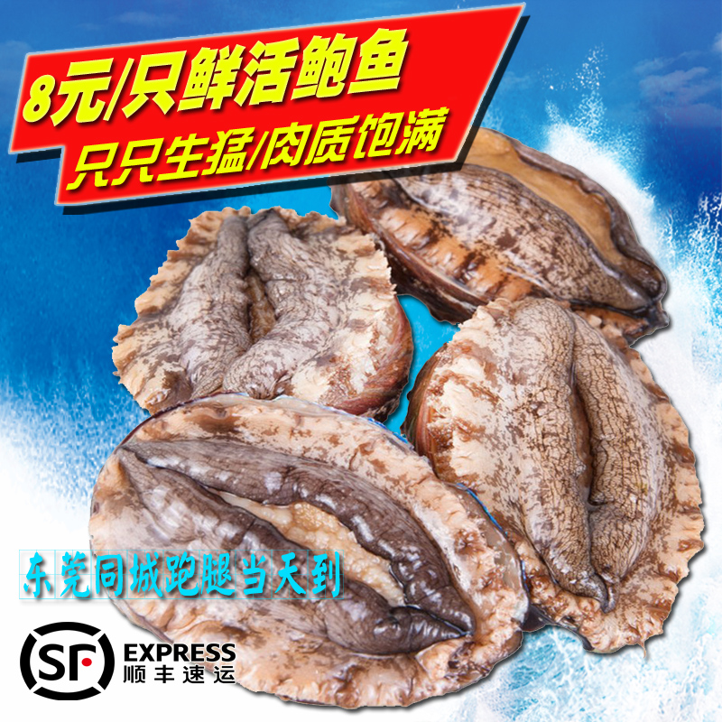 鲍鱼鲜活 六头大连鲍 鲜活鲍鱼 8头鲍鱼仔 青特大鲍鱼 海鲜水产在类目 水产肉类/新鲜蔬果/熟食, 海鲜/水产品/制品, 贝类, 鲍鱼中 - 来自Buy2taobao.com提供专业的淘宝代购服务