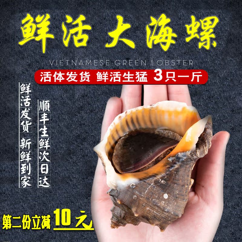 野生大海螺鲜活 新鲜大海螺 鲜活海螺 花螺 红螺 香螺 超大海螺|ruв категории водной мясо/свежие фрукты и овощи/еда, морепродукты/водные продукты/изделия, моллюски, моллюсков изделия - от Buy2taobao.com для оказания профессиональной услуги покупки агента Taobao