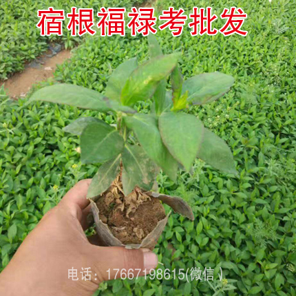 宿根福禄考小苗多色 绣球 多年生 盆栽 花海用苗在类目 鲜花速递/花卉仿真/绿植园艺, 花卉/绿植盆栽(新), 花卉中 - 来自Buy2taobao.com提供专业的淘宝代购服务