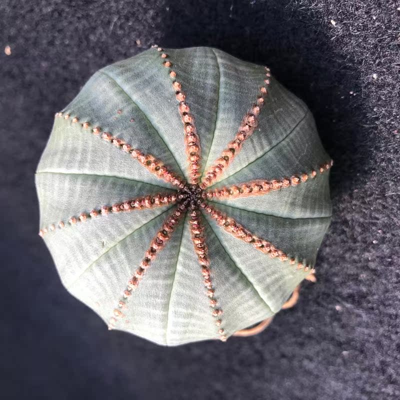 6.4厘米布紋球 美紋神玉  實生仙人球 壹物壹拍 歐蕾的花園在類目 鮮花速遞/花卉仿真/綠植園藝, 花卉/綠植盆栽(新), 多肉植物中 - 來自Buy2taobao.com提供專業的淘寶代購服務