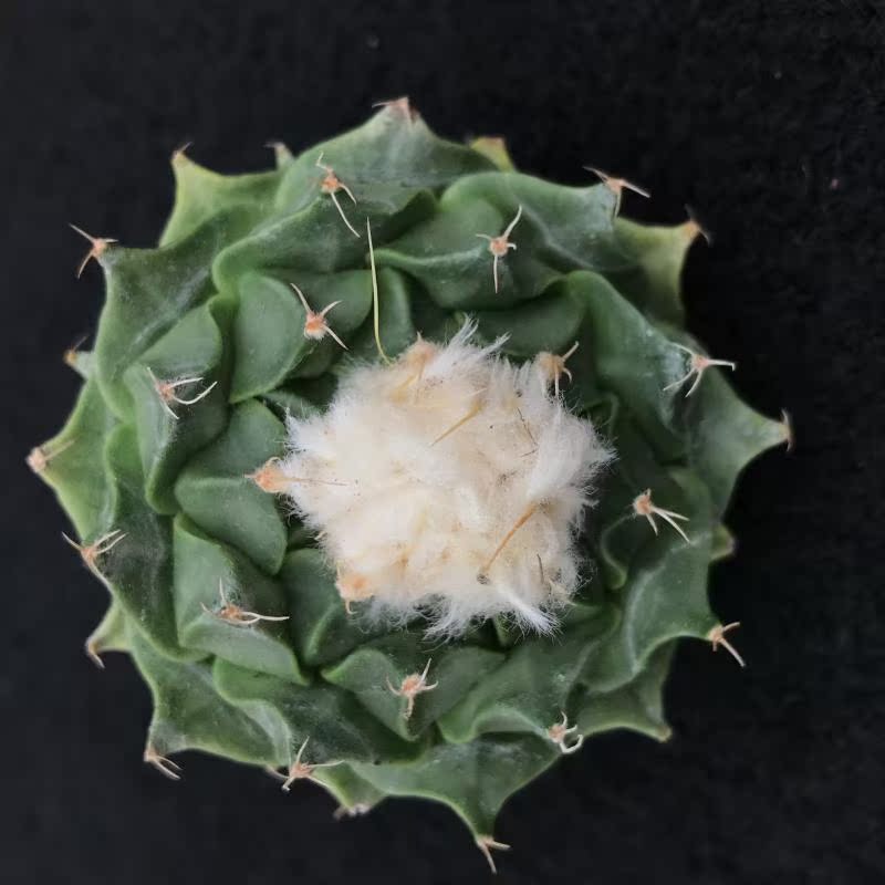 6 cm Crown of big wart Prickly pear seedling One thing a shot The garden of uyein the Flower delivery/Flowers simulation/Plants gardening , Flowers/Potted plants (New) , Succulents category - from Buy2taobao.com to provide professional Taobao agent buy service