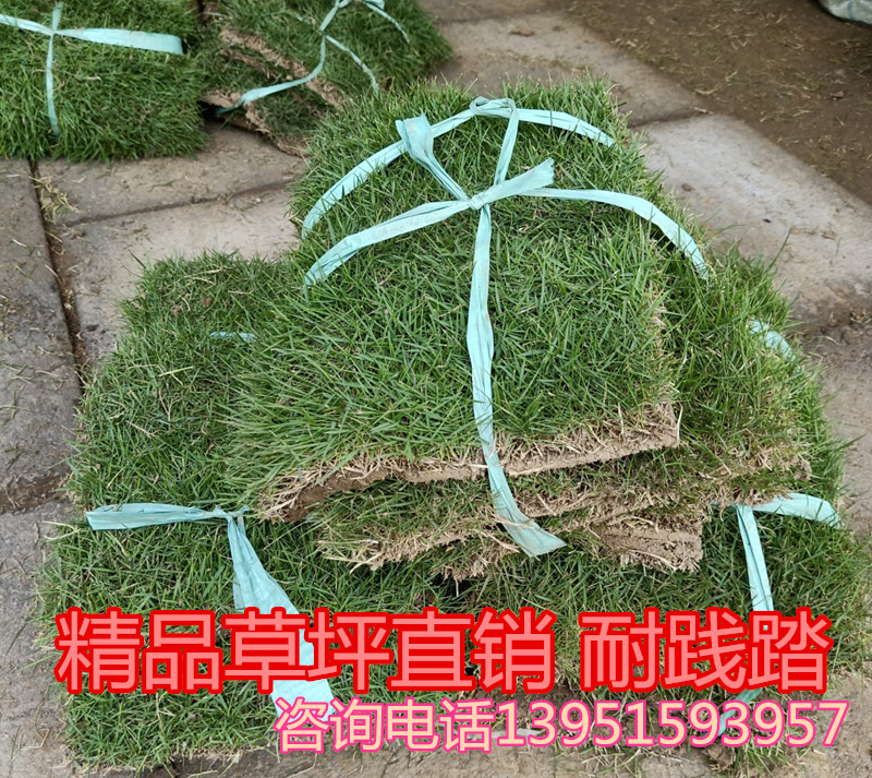 green turf Lawn Manila turf Green grass Four seasons Long grass Turf skinin the Flower delivery/Flowers simulation/Plants gardening , Artificial flowers/Plants/Finished fruits and vegetables (New) , Simulation plants category - from Buy2taobao.com to provide professional Taobao agent buy service