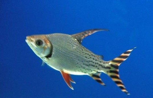 Feifeng Swordfish Star Fish Large fish Low temperature Dragon fish. Tropical Fish Ornamental fishin the Pet/Pet food and supplies , Aqua World , Fish category - from Buy2taobao.com to provide professional Taobao agent buy service