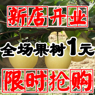 黄金梨树苗水晶梨树树苗当年结果雪梨香梨果树苗南北方嫁接梨树苗