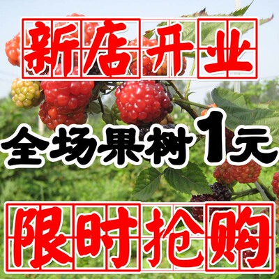 阳台庭院盆栽地栽果树苗木树莓苗红/黑树莓/可增强视力当年结果苗