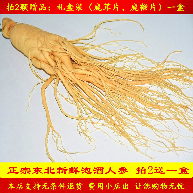 正宗东北长白山人参特大野山参新鲜保鲜人参220g毛重整枝泡酒包邮在类目 传统滋补营养品, 参类滋补品, 人参/园参中 - 来自Buy2taobao.com提供专业的淘宝代购服务