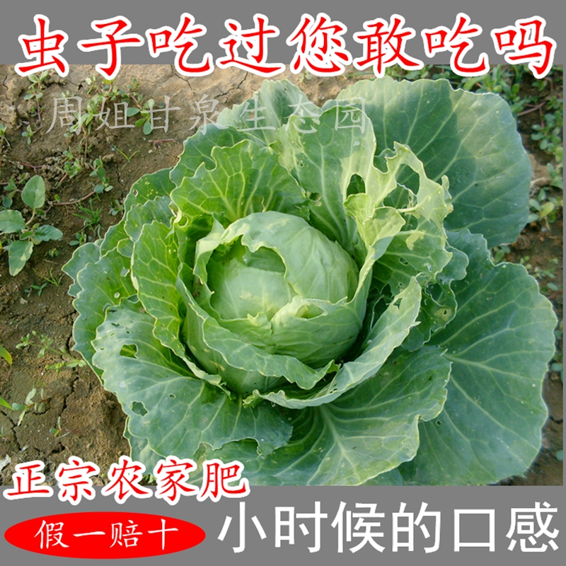 卷心菜 包心菜1斤 甘蓝 莲花白农产品自种满5斤包邮宝宝辅食现摘在类目 水产肉类/新鲜蔬果/熟食, 新鲜蔬菜/蔬菜制品, 新鲜蔬菜, 其它中 - 来自Buy2taobao.com提供专业的淘宝代购服务