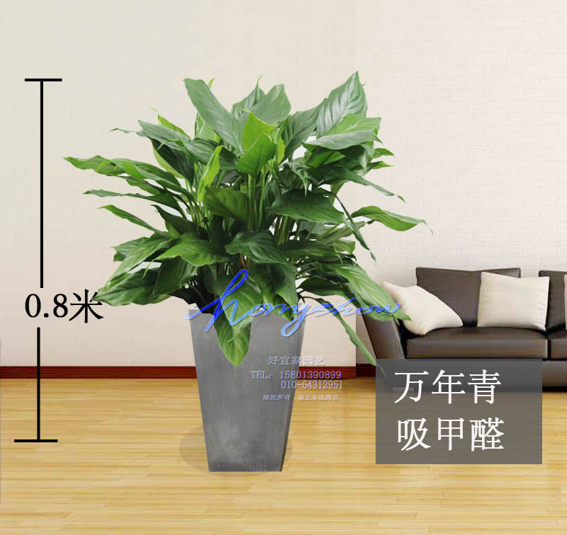 万年青绿植室内盆栽花卉植物四季净化空气吸甲醛耐阴办公室客厅在类目 鲜花速递/花卉仿真/绿植园艺, 花卉/绿植盆栽(新), 绿植中 - 来自Buy2taobao.com提供专业的淘宝代购服务