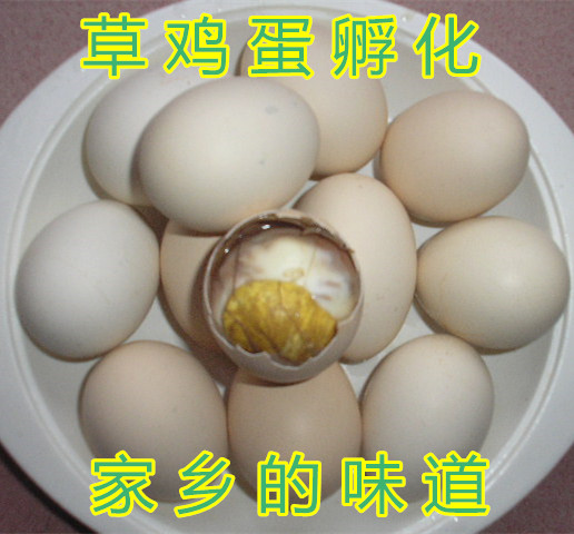 活珠子 鸡胚蛋 毛鸡蛋 旺鸡蛋 喜蛋 凤凰蛋 毛蛋喜蛋|ruв категории водной мясо/свежие фрукты и овощи/еда, яйца/яичные продукты, свежие яйца, яйца - от Buy2taobao.com для оказания профессиональной услуги покупки агента Taobao