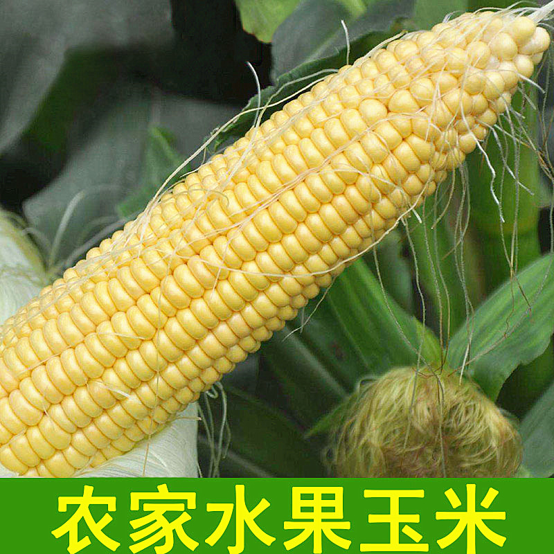 水果玉米新鲜甜玉米现摘玉米甜甜脆脆 玉米5根|ruв категории зерно риса/север и Юг сухих грузов/приправы, метров/муки/зерновые, кукуруза - от Buy2taobao.com для оказания профессиональной услуги покупки агента Taobao