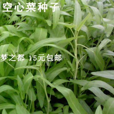 Willow leaf Spinach seed Macaroni dish Spinach seed 15 South summer Vegetables seedin the Flower delivery/Flowers simulation/Plants gardening , Creative mini-plant category - from Buy2taobao.com to provide professional Taobao agent buy service