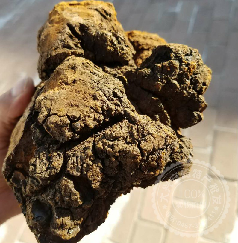 新货量优惠俄罗斯兴安岭野生白桦树茸褐孔菌泪特大块500g一斤以上|msdalam kategori makanan berkhasiat tradisional, Lain tonik tradisional, Lain tonik tradisional - dari Buy2taobao.com untuk memberikan perkhidmatan ejen Taobao profesional membeli