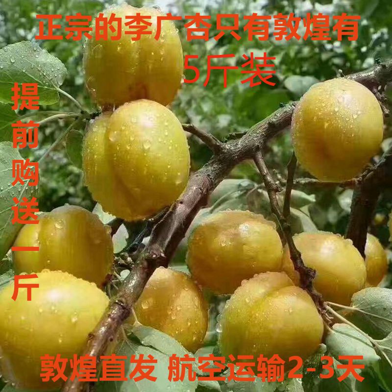 Dunhuang fresh Baseli Guang Xing Farm Production fruit Apricots Season Fresh apricot 5in the Aquatic meat/Fresh fruits and vegetables/Cooked , Fresh fruit , Other category - from Buy2taobao.com to provide professional Taobao agent buy service