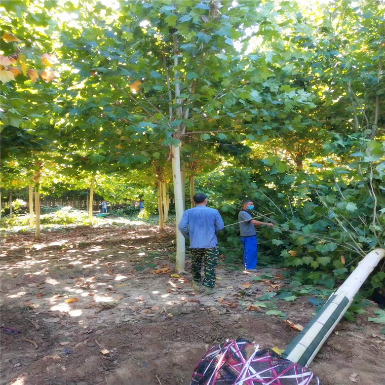 法桐树苗 速生法桐苗 梧桐树苗 法国梧桐树苗 法桐小苗 速生法桐|msdalam kategori penghantaran bunga/bunga simulasi/tumbuhan berkebun, 花园植物/行道树/果树, 行道树/乔木 - dari Buy2taobao.com untuk memberikan perkhidmatan ejen Taobao profesional membeli