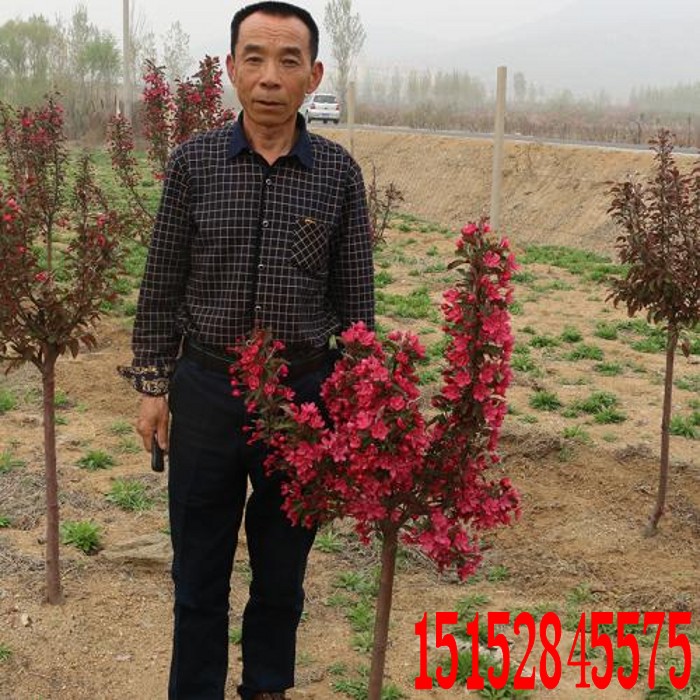 嫁接海棠苗海棠小苗北美海棠小苗西府海棠小苗垂丝海棠小苗海棠小在类目 鲜花速递/花卉仿真/绿植园艺, 花园植物/行道树/果树, 行道树/乔木中 - 来自Buy2taobao.com提供专业的淘宝代购服务