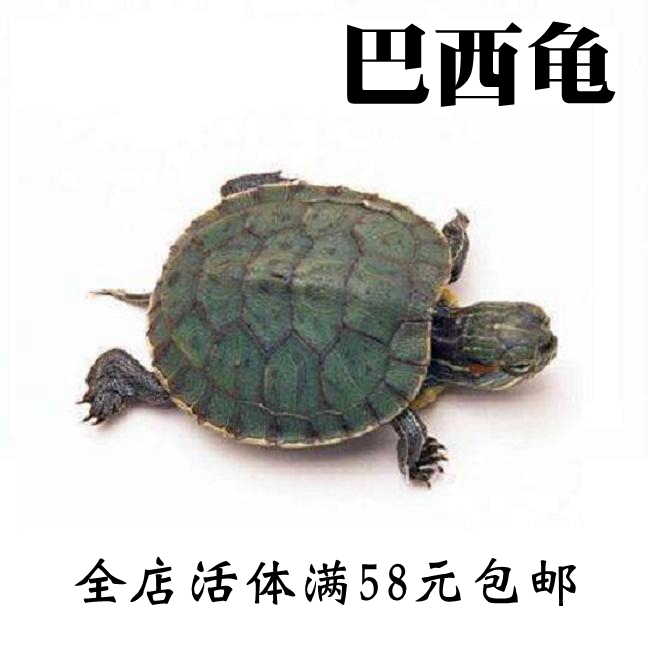 观赏龟幼儿园观赏宠物活体小乌龟情侣巴西龟水族淡水红耳招财龟|msdalam kategori haiwan peliharaan/makanan haiwan dan bekalan, Aquarium World, penyu/penyu - dari Buy2taobao.com untuk memberikan perkhidmatan ejen Taobao profesional membeli