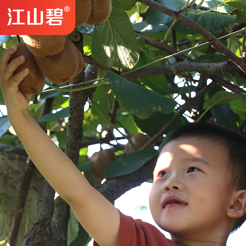 江山碧 果园直发 现摘正宗江山徐香猕猴桃5斤 鲜甜爽口 奇异果|ruв категории водной мясо/свежие фрукты и овощи/еда, свежие фрукты, киви/киви - от Buy2taobao.com для оказания профессиональной услуги покупки агента Taobao