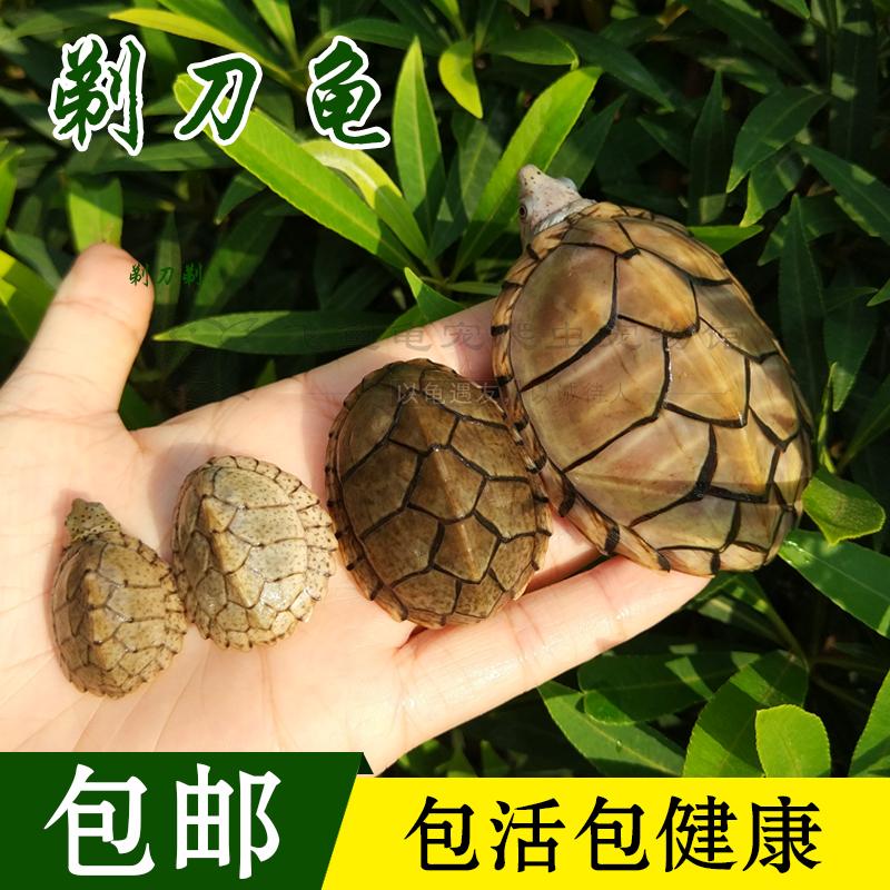 2018乌龟剃刀龟活体宠物龟深水龟麝香龟小型刀背蛋龟苗观赏龟包邮在类目 宠物/宠物食品及用品, 水族世界, 龟/鳖中 - 来自Buy2taobao.com提供专业的淘宝代购服务