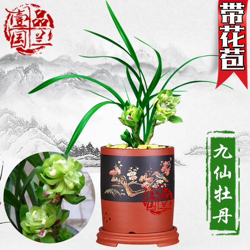 春兰奇花九仙牡丹浓香名贵稀有兰花苗带花苞绿植花卉室内盆栽四季在类目 鲜花速递/花卉仿真/绿植园艺, 花卉/绿植盆栽(新), 花卉中 - 来自Buy2taobao.com提供专业的淘宝代购服务