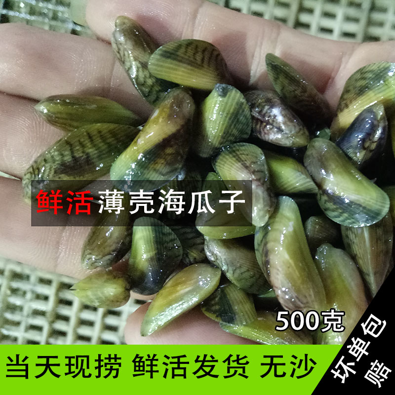 Fisherman children That day wild Seafood Aquatic products Fresh Sea seeds Shell Sea melon seed 1 500 Gram packsin the Aquatic meat/Fresh fruits and vegetables/Cooked , Seafood/Aquatic/Product , Shellfish , Shellfish Products category - from Buy2taobao.com to provide professional Taobao agent buy service