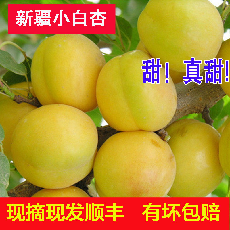 现货4斤新疆轮台小白杏水果库车新鲜杏子佟丽娅代言甜杏子顺丰包|msdalam kategori daging perikanan/Buah-buahan segar dan sayur-sayuran/dimasak, buah-buahan segar, lain - dari Buy2taobao.com untuk memberikan perkhidmatan ejen Taobao profesional membeli