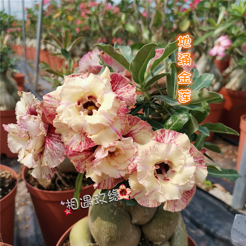 相遇玫緣 重瓣沙漠玫瑰 新品【地湧金蓮】賞花賞根 塊根 多肉植物在類目 鮮花速遞/花卉仿真/綠植園藝, 花卉/綠植盆栽(新), 多肉植物中 - 來自Buy2taobao.com提供專業的淘寶代購服務