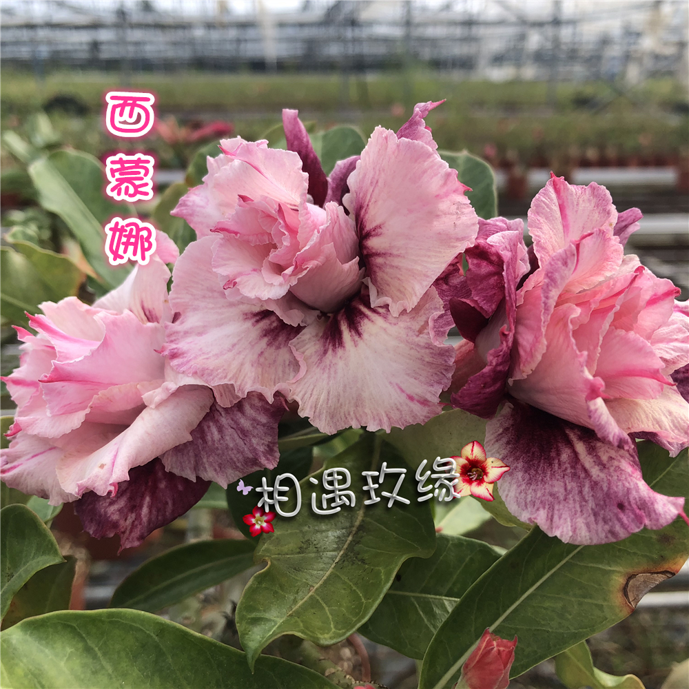 相遇玫缘 重瓣沙漠玫瑰 新品【西蒙娜】赏花赏根 块根 多肉植物在类目 鲜花速递/花卉仿真/绿植园艺, 花卉/绿植盆栽(新), 多肉植物中 - 来自Buy2taobao.com提供专业的淘宝代购服务